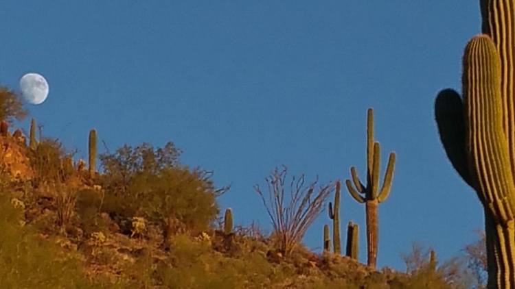 saguaros with moon